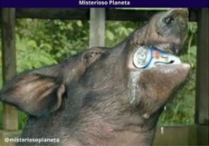 ENCRENQUEIRO: Um porco na Austrália roubou 18 latas de cerveja e foi brigar com as vacas