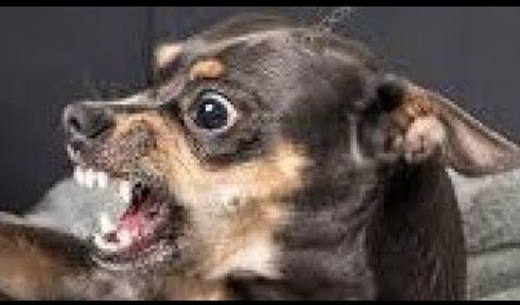 OS MAIS BARULHENTOS: Latido pode definir escolha do cão e evitar conflitos em apartamentos