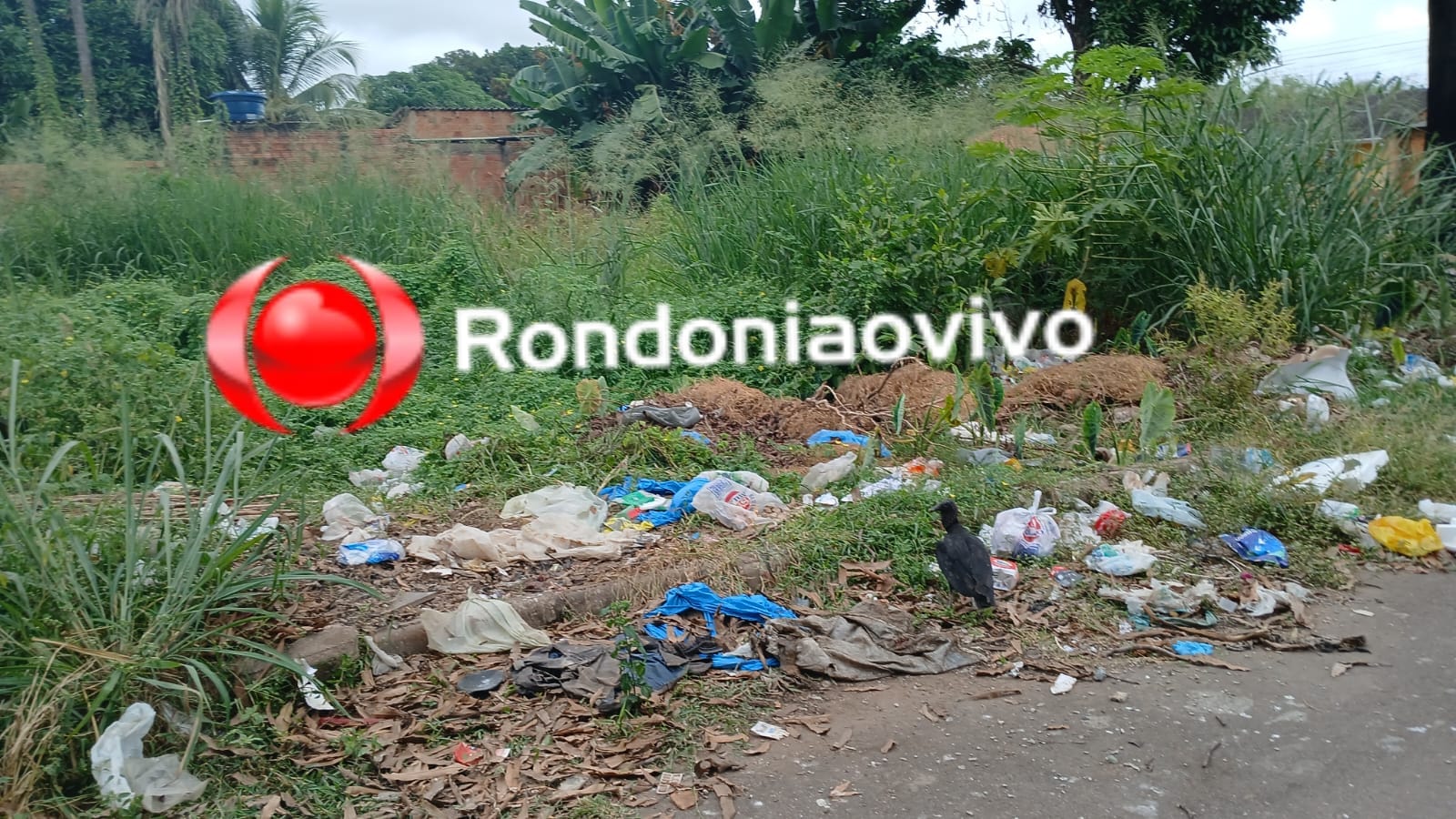 PEDIDO DE PROVIDÊNCIA: Moradores do bairro Mariana denunciam lixão e matagal em terreno baldio