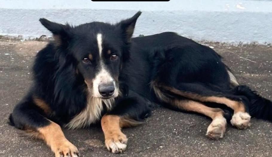É SEU?: Cachorro perdido mobiliza moradores no bairro Igarapé