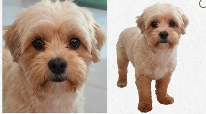 PROCURA-SE: Família procura por cachorro desaparecido em PVH 