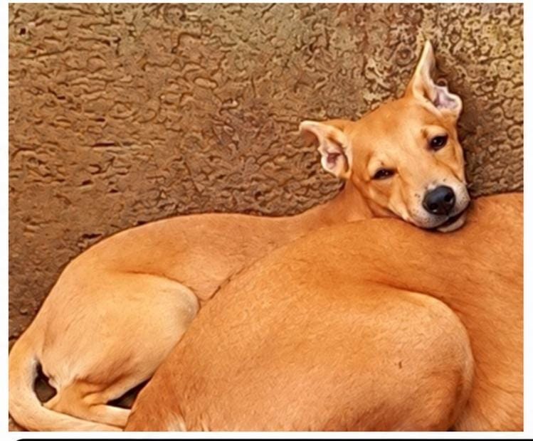DESAPARECIDA: Cachorra Ratinha desaparece em PVH 