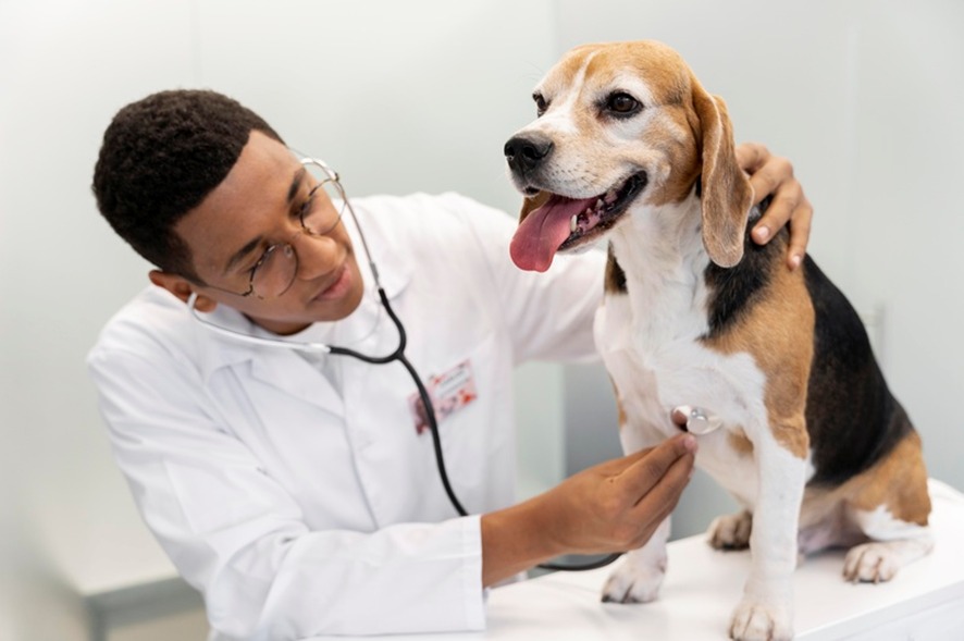 PREVENÇÃO: Como identificar e tratar problemas cardíacos em pets 