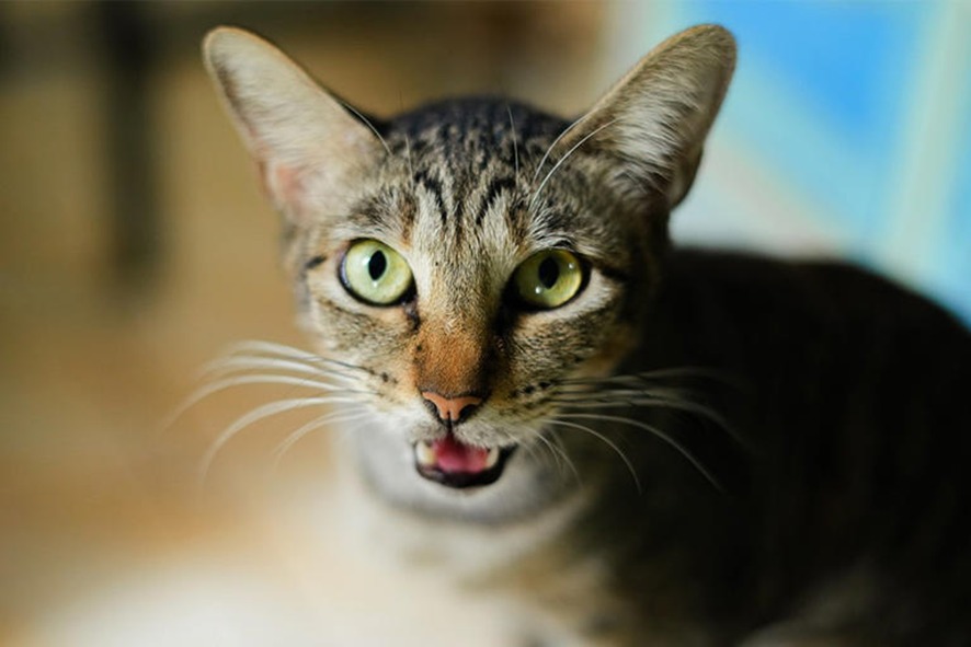 PEGADINHA: Por que gatos miam para você abrir a porta, mas não entram quando você abre?