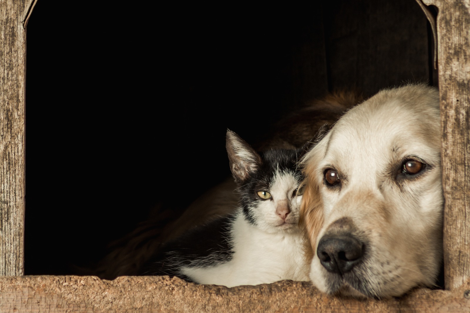 MICROCHIPADOS: Rondônia tem 29 mil animais domésticos cadastrados no SinPatinhas