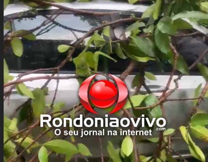 NOVAS IMAGENS: Carro é atingido por árvore na zona Sul e parada de ônibus derrubada no Centro