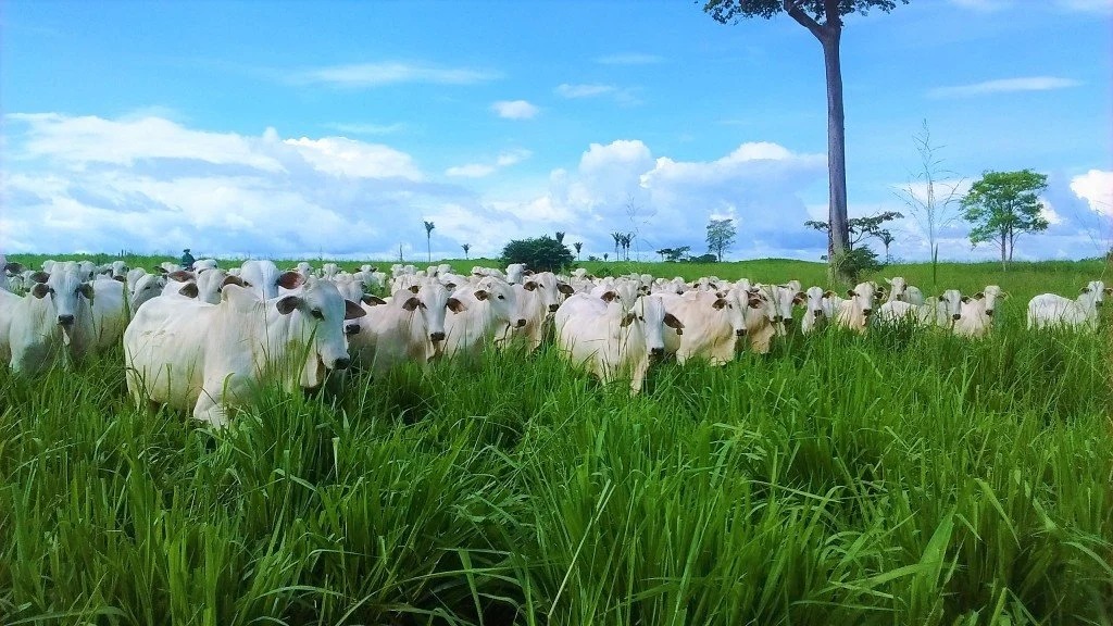 DADOS MAPBIOMAS: Agropecuária cresce 561% no entorno de áreas protegidas da Amazônia