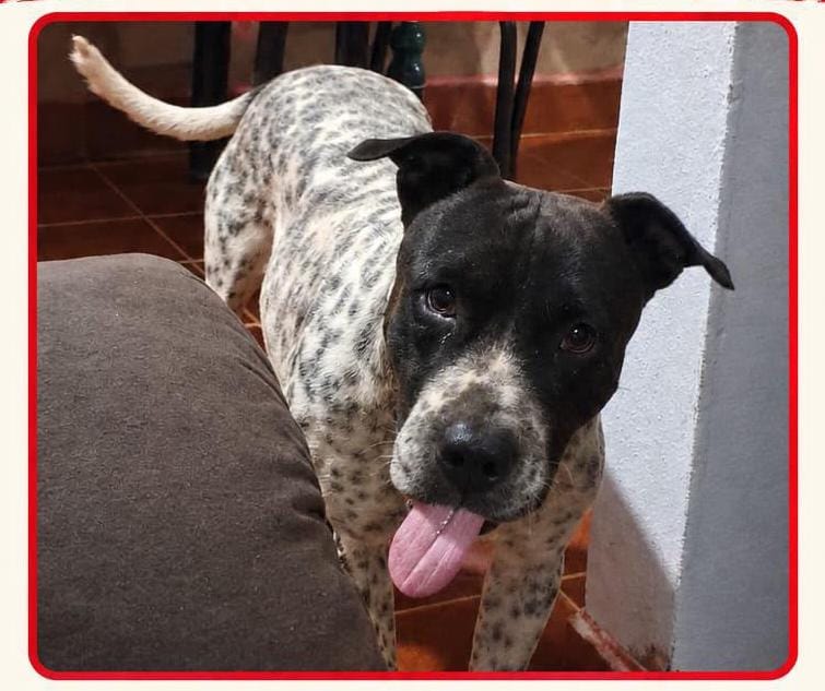 DESAPARECIDO: Cachorro desaparece e tutor pede ajuda para encontrá-lo
