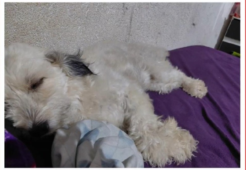 DESAPARECIMENTO: Cachorra Pipoka desaparece nas proximidades da Calama