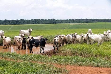DENUNCIADO: Caseiro é preso por furtar várias cabeças de gado do patrão em fazenda