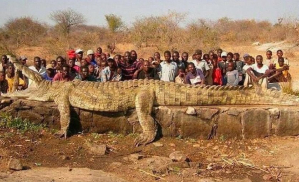 INCRÍVEL: Crocodilo gigante é capturado na África após desaparecimentos