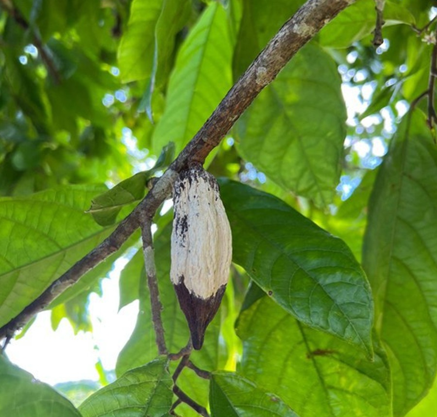 CACAU: Governo declara quarentena no Amazonas para conter doença