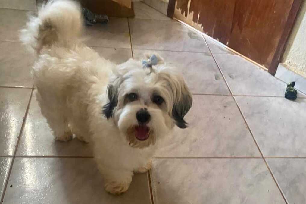 ACHOU!: Após reportagem do Rondoniaovivo, garotinha encontra shih-tzu desaparecido
