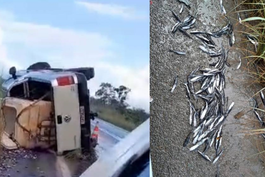 VÍDEO: Milhares de alevinos morrem após picape tombar na BR 364