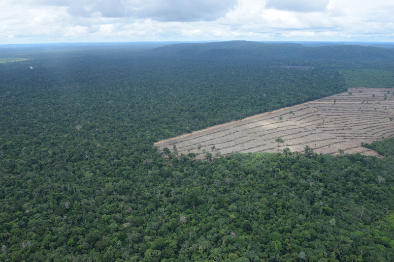 DIA DA AMAZÔNIA: Desmatamento na Amazônia migra de áreas públicas para uso privado