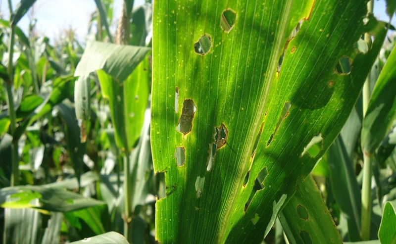 HIERARQUIZAÇÃO: Mapa divulga lista de pragas de maior risco fitossanitário