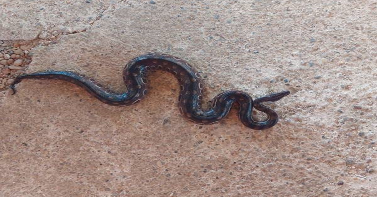 SEM VENENO: Jibóia rara que espanta pela aparência é encontrada em Vilhena