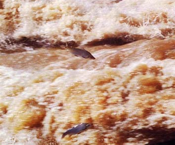 Período do defeso da Piracema em Rondônia termina nesta quarta-feira (15)