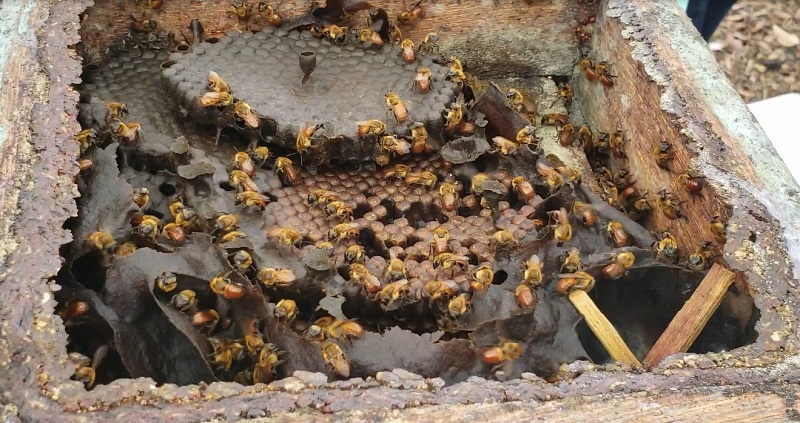 QUALIDADE: Profissionalização traz oportunidades para mel amazônico