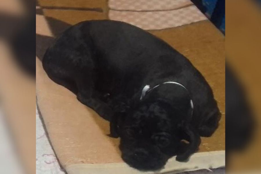 PERDIDA: Tutora procura por shih-tzu ‘Lindinha’ desaparecida na zona Leste 