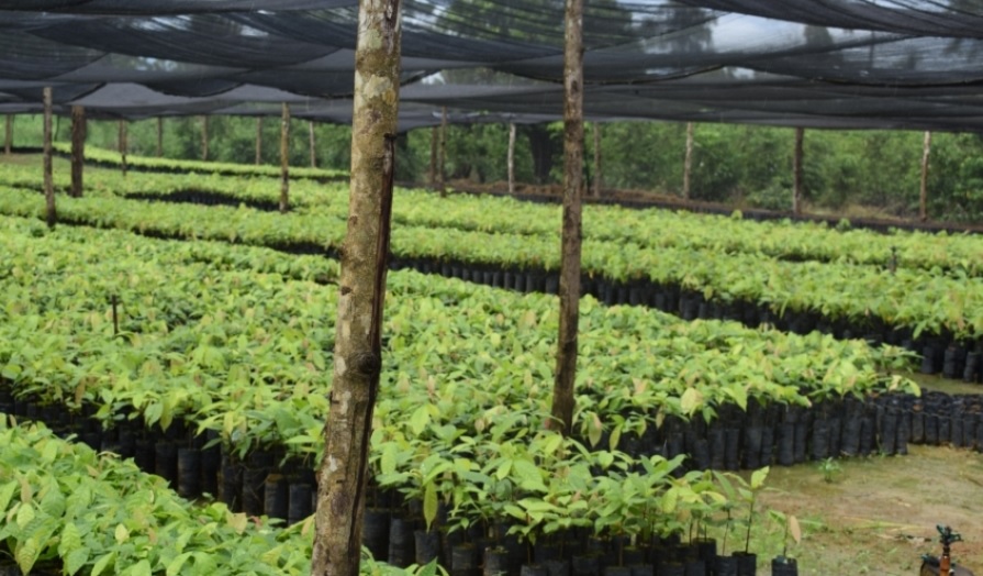 LUÍS DO HOSPITAL: Deputado conhece a produção cacaueira em Buritis