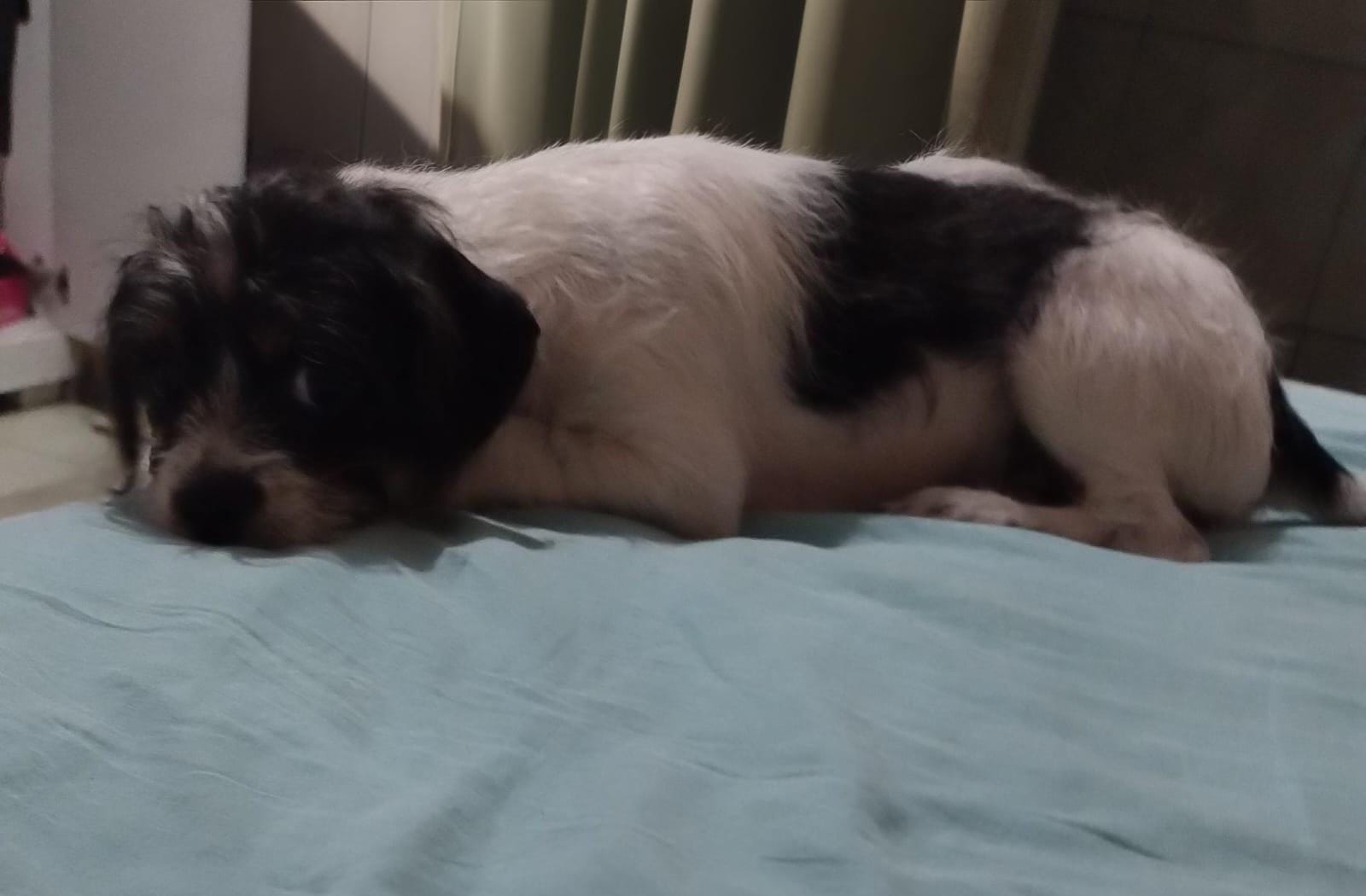 PELUDO PERDIDO: Cadela ‘Mel’ desaparece na zona Leste; dona quer encontrar