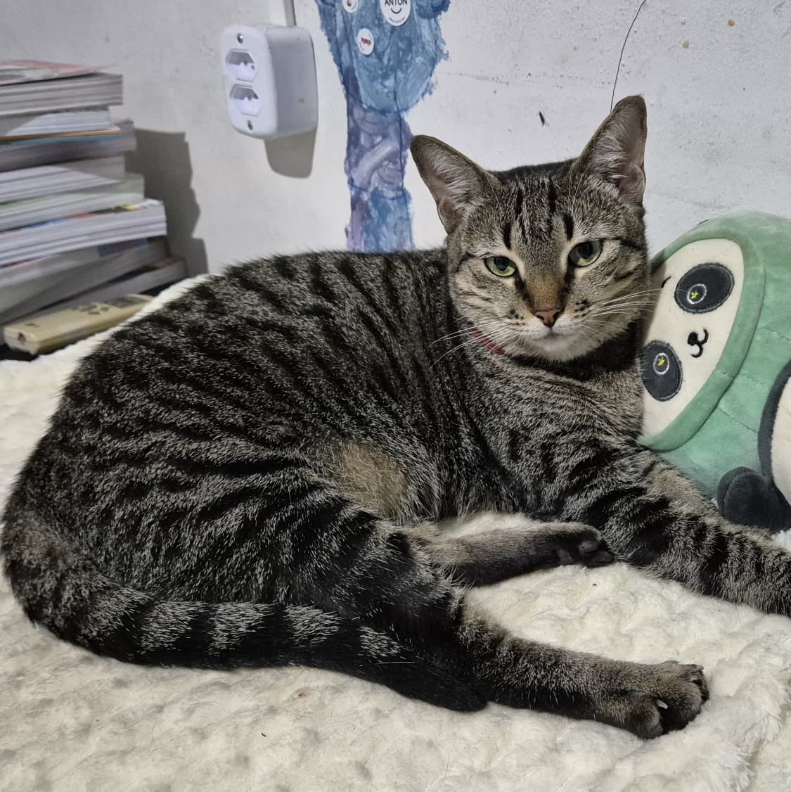 MIAU: Família oferece recompensa por gata desaparecida no bairro Cohab