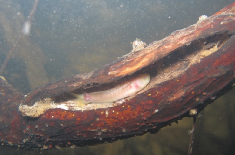 DESEQUILÍBRIO: População de peixes amazônicos está passando por mudanças 