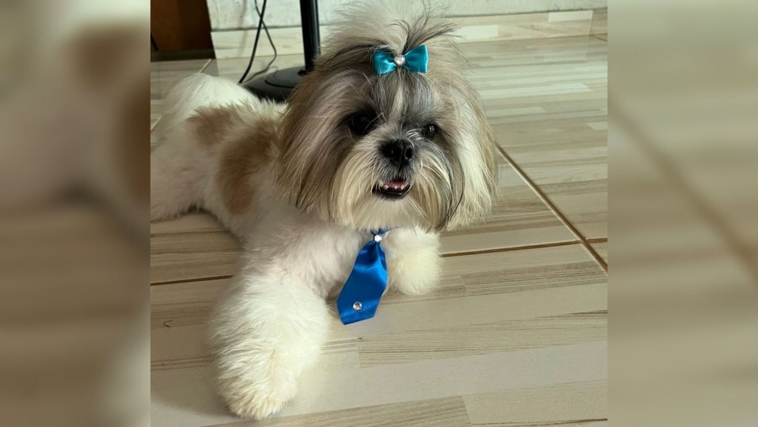 PROCURADO: Família procura shitszu desaparecido na zona sul da capital