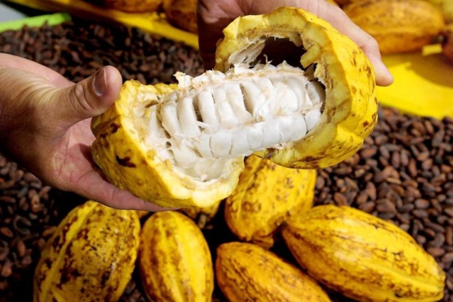 PREJUÍZOS: Polícia investiga furtos de amêndoa e frutos de cacau