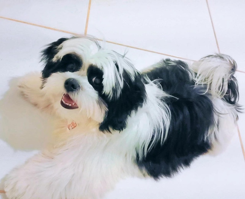 DOMINIQUE: Cachorro some e criança autista está sofrendo sentindo falta do animal