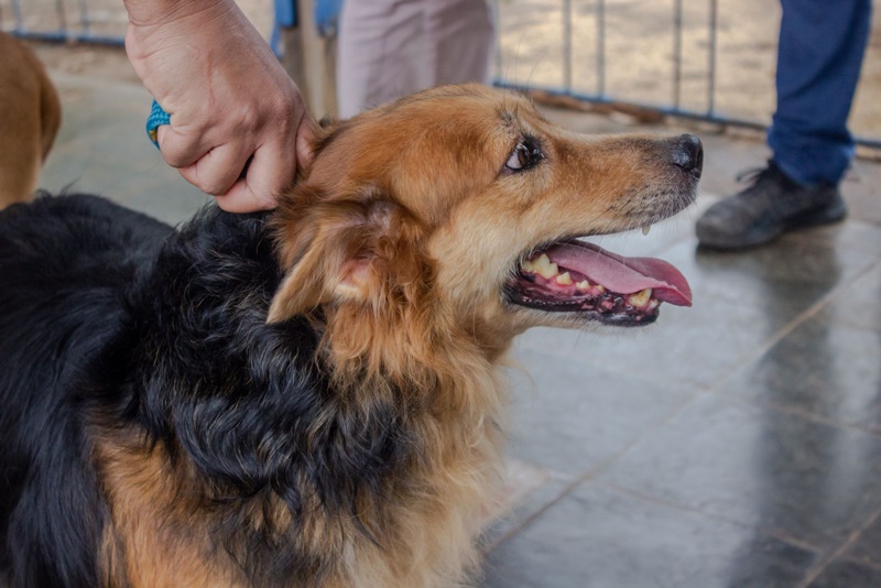 AVISO: Vacinação antirrábica acontece nas vilas Dnit e São João neste sábado (2)