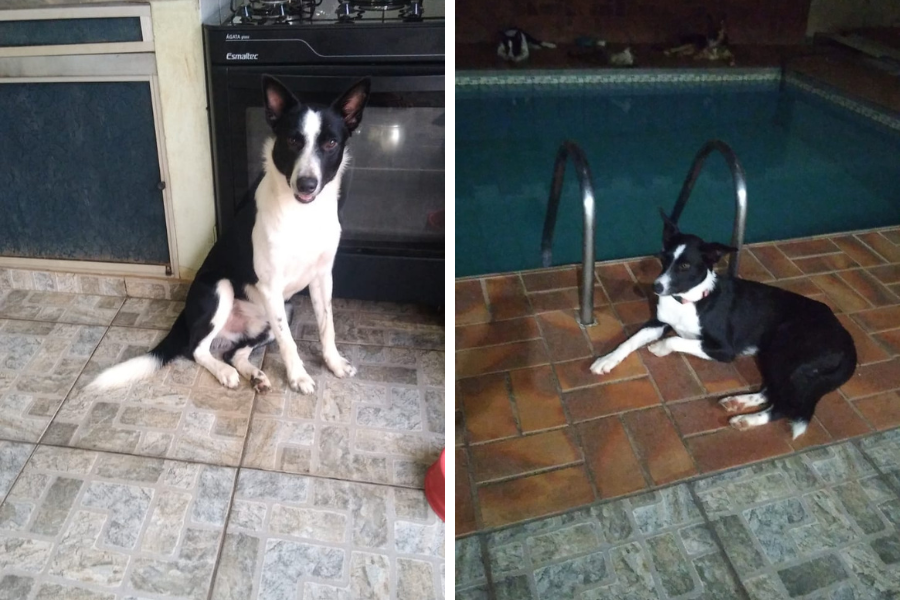 BORDER COLLIE: Dona procura por cães desaparecidos na zona Leste