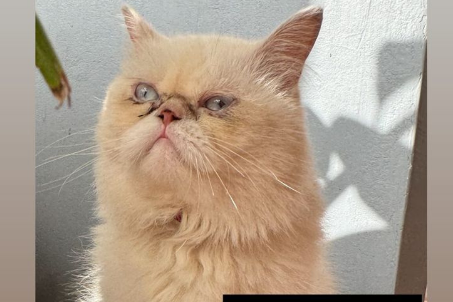 'CALVIN': Tutor paga recompensa para quem devolver gato desaparecido