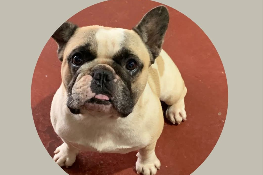 BAIRRO AGENOR: Tutores procuram por buldogue francês desaparecido em Porto Velho