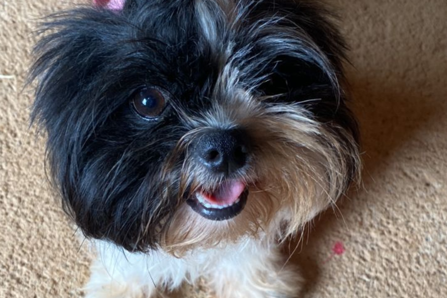 AU AU: Tutores procuram por shih-tzu grávida desaparecida em Porto Velho