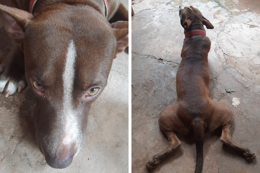 AU-AU: Tutor procura por cão ‘Lucro’ desaparecido no Jardim Santana