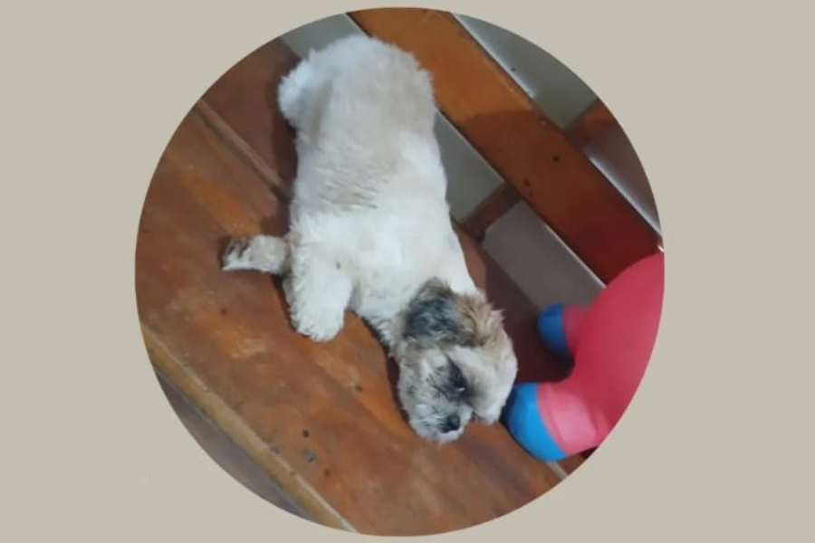 AU-AU: Tutora procura por cachorrinha shih-tzu ‘Belinha’ em Porto Velho