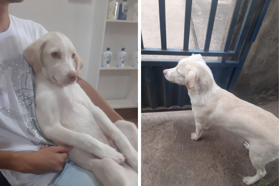 PROCURA-SE: Labrador 'Aquiles' desaparece na zona Sul; tutora oferece recompensa
