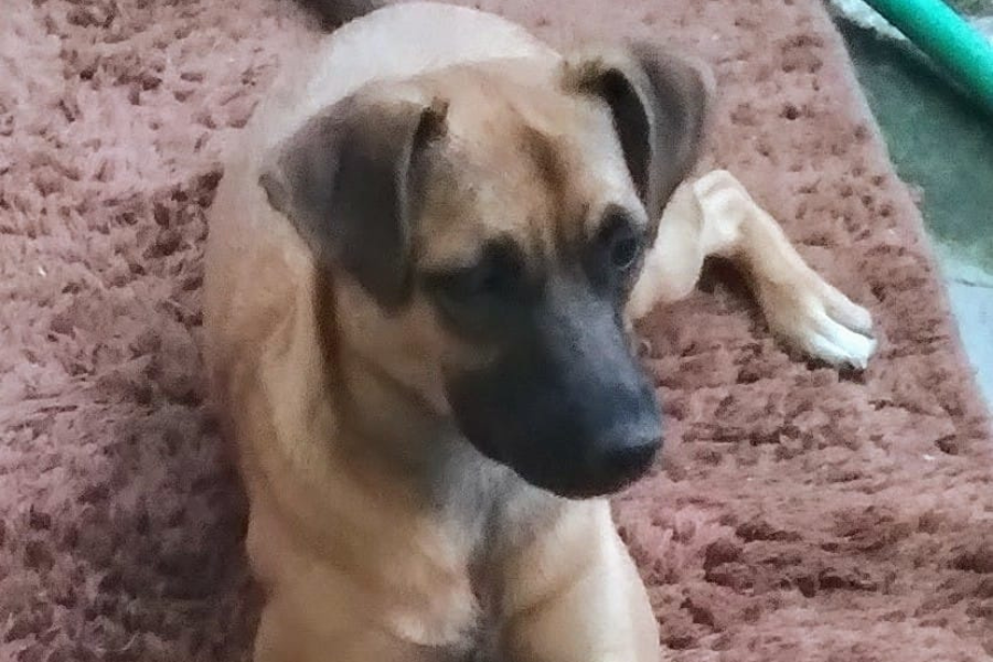 UTILIDADE PÚBLICA: Internauta procura por ‘Shakira’, desaparecida no Caladinho