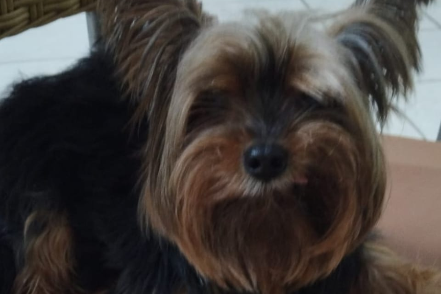 AU-AU: Tutoras procuram por yorkshire ‘Dexter’ desaparecido no Centro de Porto Velho