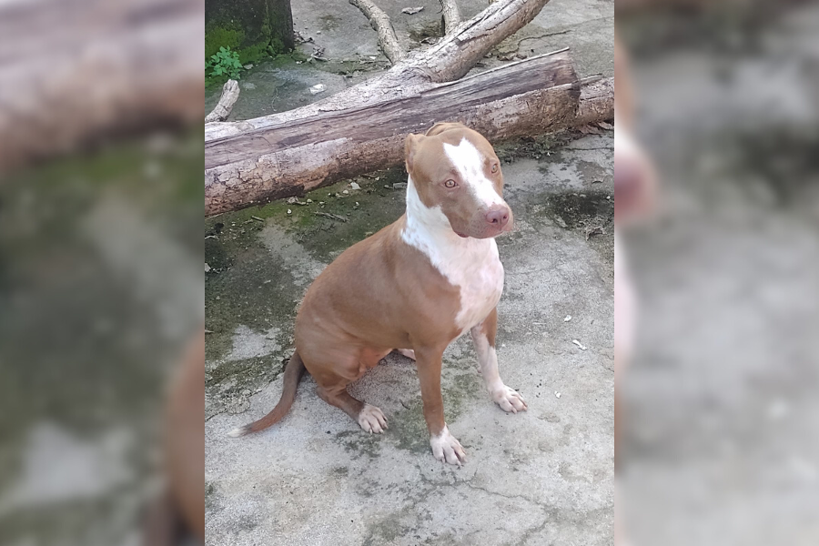 PROCURA-SE: Pitbull desaparecida na zona Leste de Porto Velho