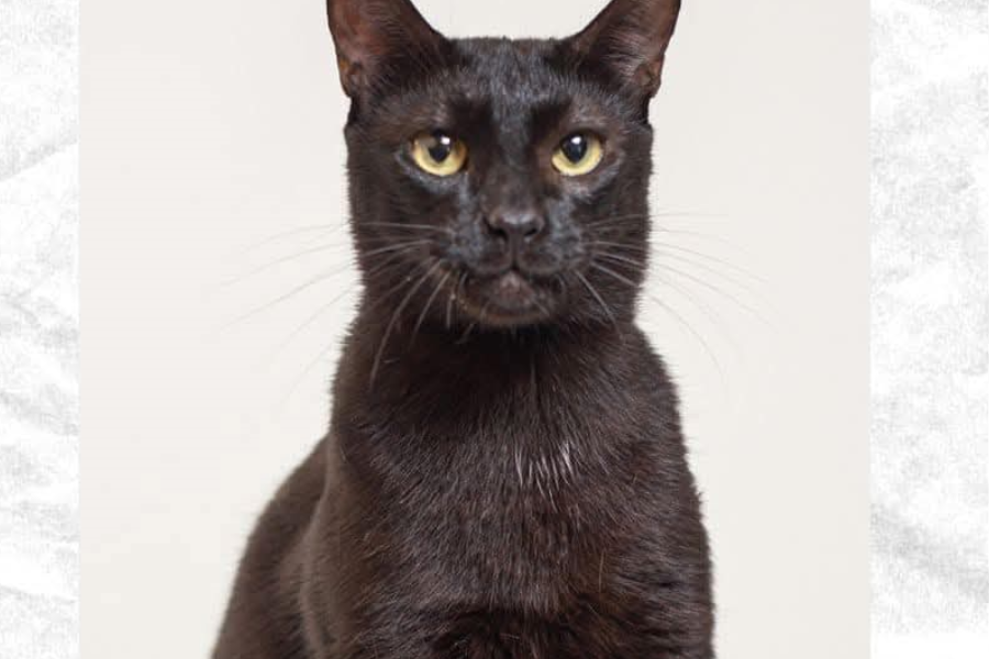 ‘FEIO FERNANDO’: Tutores procuram por felino desaparecido no bairro São Cristóvão 