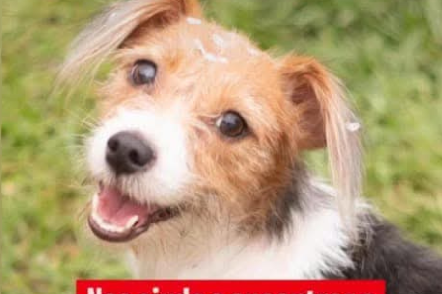 AU-AU: Tutora procura por cadela ‘Nina’ desaparecida no Embratel