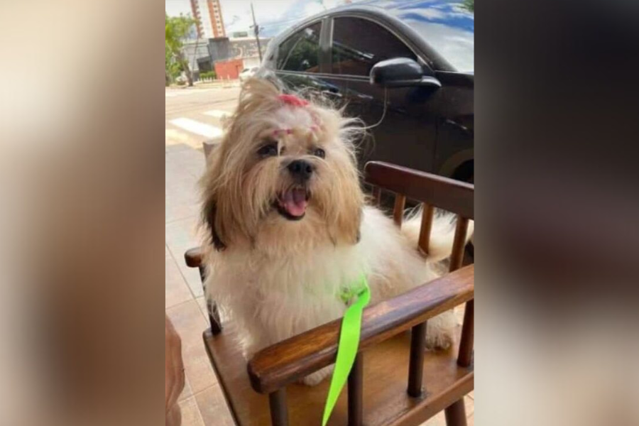 Shih-tzu ‘Nina’ desaparecida no bairro Aponiã