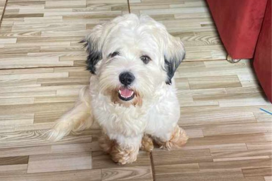 PROCURA-SE: Shih-tzu desaparece no bairro Socialista e dona oferece recompensa