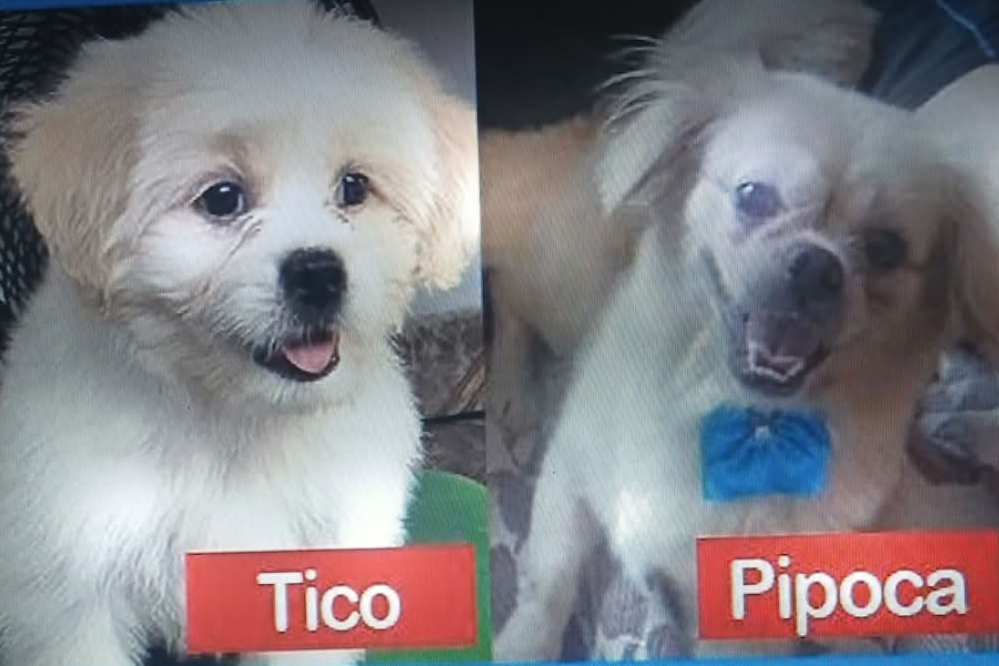 TICO & PIPOCA: Internauta procura por cães desaparecidos em Porto Velho