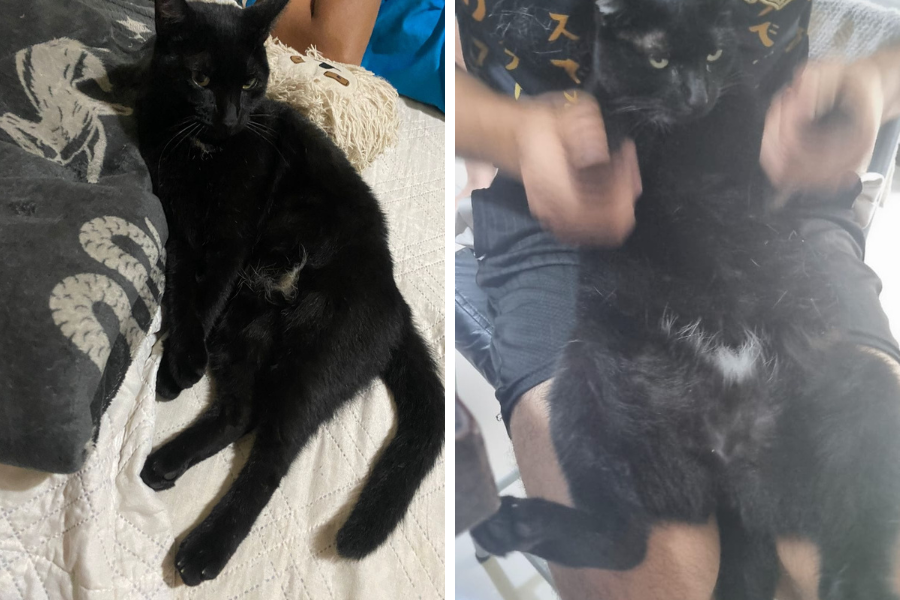 MIAU: Leitora procura por gatinha ‘Vasco’ desaparecida no Aponiã