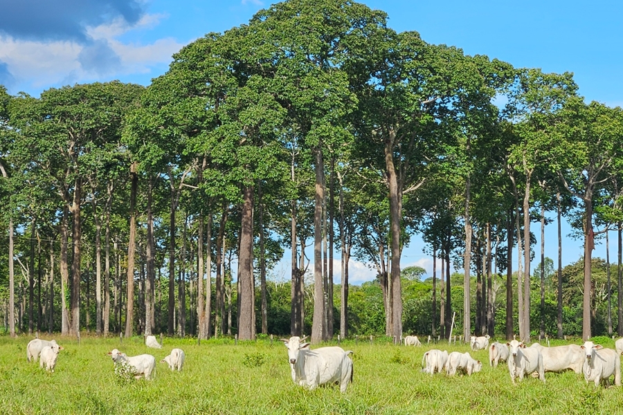 RO RURAL SHOW 2025: Embrapa Rondônia celebra 50 anos com programação especial