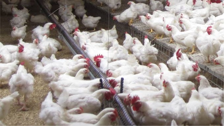 AVIÁRIO: Produtores são orientados a tomarem medidas de biossegurança